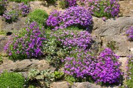 Aubrieta 'Argenteovariegata' - żagwin
