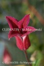 Clematis Lady Bird Johnson
