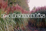 Miscanthus sinensis 'Rotsilber' - miskant chiński