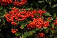 Pyracantha 'Red Column' - ognik