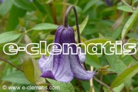 Clematis Hendersonii (x diversifolia)
