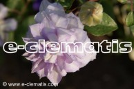 Clematis Belle of Woking