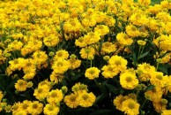 Helenium Helena Yellow – dzielżan
