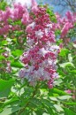 Syringa vulgaris 'Michel Buchner' - lilak pospolity