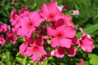 Phlox douglasii Crackerjack - płomyk douglasa