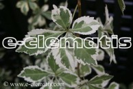 Eleutherococcus sieboldianus 'Variegatus' - kolcosił Siebolda