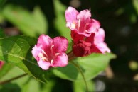 Weigela 'Eva Rathke' - krzewuszka