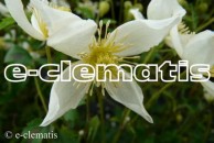 Clematis Grupa Tangutica 'Anita' , botaniczny