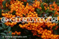 Pyracantha 'Soleil d'Or' - ognik