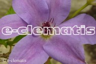 Clematis Maksymilian Kolbe