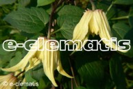Clematis Lemon Bells