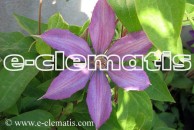 Clematis Bagatelle ('Dorothy Walton')