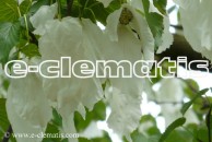 Davidia involucrata var. vilmoriniana - dawidia chińska