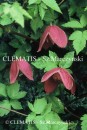 Clematis Betina