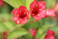 Weigela 'Rumba' - krzewuszka