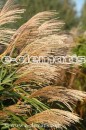 Miscanthus sinensis 'Malepartus' - miskant chiński