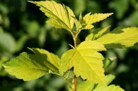 Physocarpus opulifolius ANGEL GOLD 'Minange' PBR - pęcherznica kalinolistna