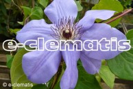 Clematis Ramona  ('Hybrida Sieboldii Ramona')