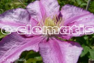 Clematis Grażyna - LASTING LOVE
