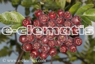 Sorbus 'Granatnaja' - jarząb