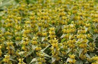 Lamium galeobdolon Herman's Pride - gajowiec żółty