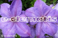 Clematis Xerxes