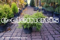 Juniperus chinensis 'Plumosa Aurea' - jałowiec chiński