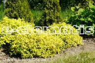 Spiraea japonica 'Candlelight' -  tawuła japońska