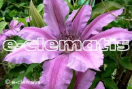 Clematis Barbara Dibley