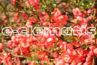 Chaenomeles ×superba 'Orange Trail' - pigwowiec wspaniały