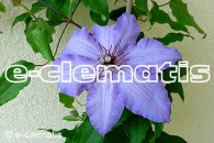 Clematis The First Lady