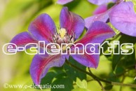 Clematis Mrs Nelly Thompson