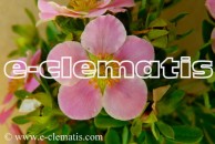 Potentilla fruticosa LOVELY PINK 'Pink Beauty' PBR - pięciornik krzewiasty