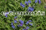 Buglossoides purpurocaerulea - nawrot czerwono-błękitny
