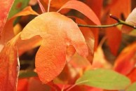 Sassafras albidum - sasafras
