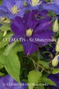 Clematis Lady Betty Balfour