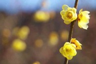 Chimonanthus praecox - zimokwiat wczesny