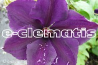 Clematis Gipsy Queen