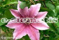 Clematis Carnaby