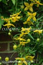 Clematis Helios