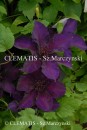 Clematis Burma Star