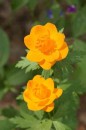 Trollius chinensis Golden Queen - pełnik chiński