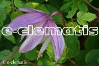 Clematis Pink Flamingo