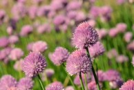 Allium schoenoprasum 'Forescate' - czosnek szczypiorek