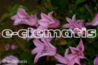 Clematis Grupa Texensis 'Duchess of Albany'