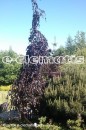 Fagus sylvatica 'Purple Fountain' - buk