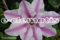 Clematis Souvenir du Capitaine Thuilleaux ('Capitaine Thuilleaux')
