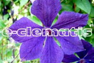Clematis Negritianka