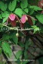Clematis Brunette
