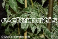 Sambucus nigra 'Pulverulenta' - bez czarny